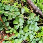 Sedum oreganum पत्ता