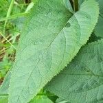 Scrophularia nodosa Leaf