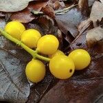 Loranthus europaeus Fruit