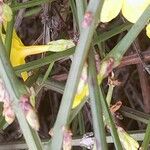 Jasminum nudiflorum Bark