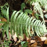 Thelypteris guineensis Folio