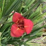 Tigridia pavonia Blomst