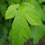 Malus toringo Blatt