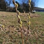 Salix viminalis Corteza