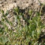 Helianthemum squamatum Hábito