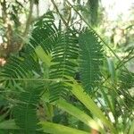 Mimosa polycarpa Leaf