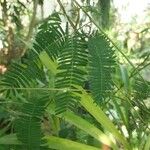 Mimosa polycarpa Blad