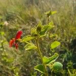 Hibiscus aponeurus Arall