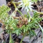 Caucalis platycarpos Leaf