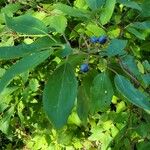 Cornus amomum Fruit