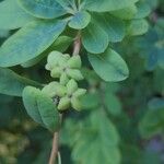 Exochorda × macrantha Fruit