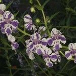 Angelonia biflora Blomst