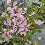 Prunus tenella Çiçek