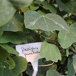 Passiflora punctata Leaf