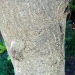 Myrica faya Bark