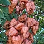 Koelreuteria paniculata Fruit