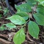 Casearia decandra Hoja