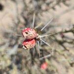 Cylindropuntia leptocaulis Fruit