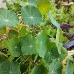 Tropaeolum minus Leaf