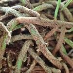 Microgramma nitida Habitus