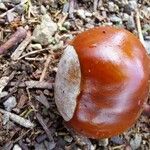 Aesculus hippocastanum Fruit