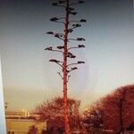 Agave americanaFlower