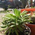 Aeonium simsii Blatt