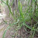 Baccharis trimera Облик