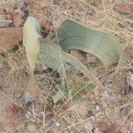 Welwitschia mirabilis Blatt