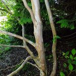 Stewartia pseudocamellia Cortiza