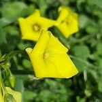 Oxalis pes-caprae പുഷ്പം