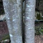 Laurus novocanariensis Кора