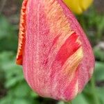 Tulipa grengiolensis Flower