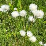 Eriophorum vaginatumCvet