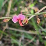 Polygala amboniensisFloro