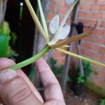 Epidendrum nocturnum Blodyn