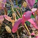 Aquilegia canadensis Fruit