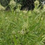 Cirsium discolor Kvet