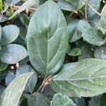 Viburnum suspensum Leaf