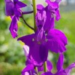 Delphinium orientale Fleur