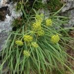 Bupleurum petraeum Feuille