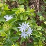 Jasminum multiflorum Λουλούδι