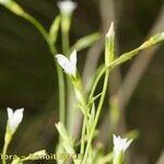 Wahlenbergia lobelioides Other