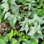 Lamium albumপাতা