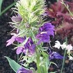 Lobelia siphilitica Blüte