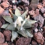 Ariocarpus retusus Yaprak