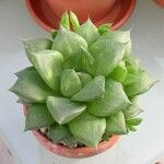 Haworthia cymbiformis Yeri