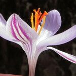 Crocus corsicus Flower