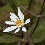 Eurybia divaricata Flower