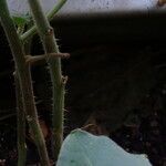 Solanum candidum Bark